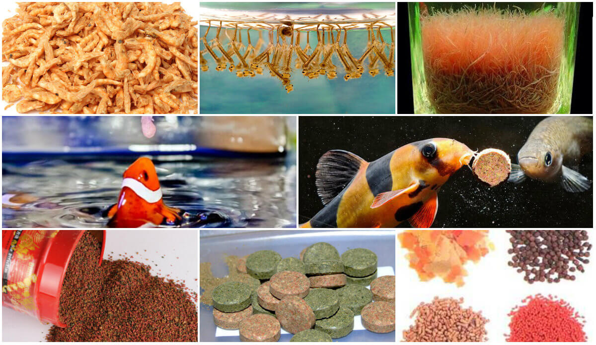 Cá cảnh ăn gì? Top 10 loại thức ăn tốt nhất cho cá cảnh