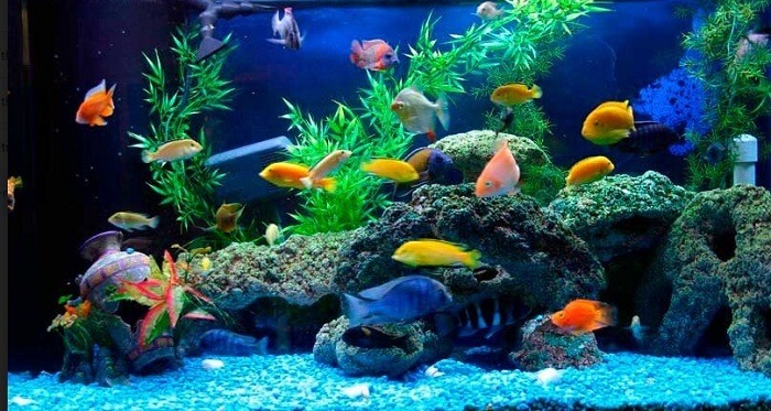 Cá bày màu có thể nuôi chung cùng một số loại cá khác