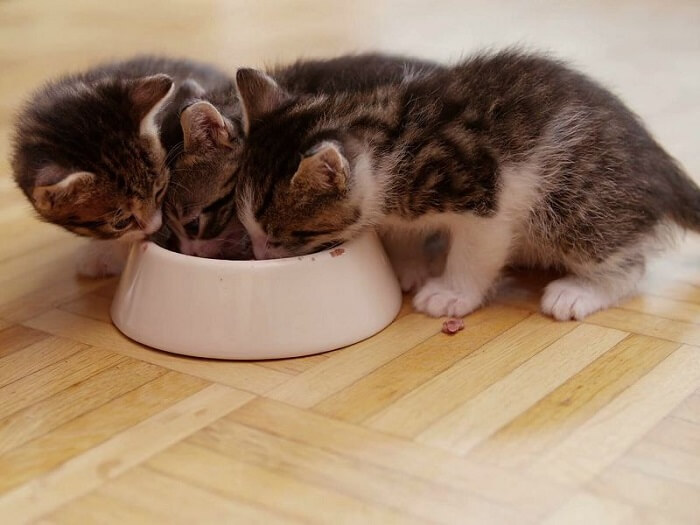 Thức ăn dành cho mèo con 0-12 tháng tuổi
