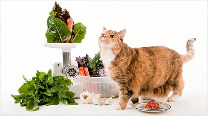 Mèo cần có một khẩu phần ăn hợp lý để khỏe mạnh nhất