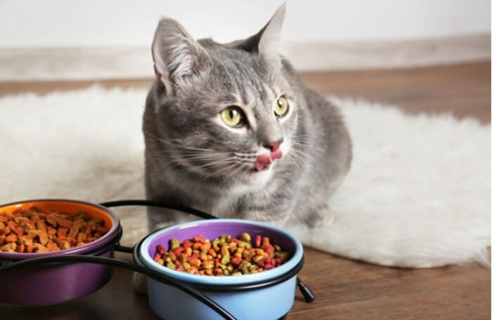 Cho mèo ăn các loại hạt khô