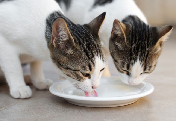 Nên cho mèo uống các loại sữa dành riêng cho mèo