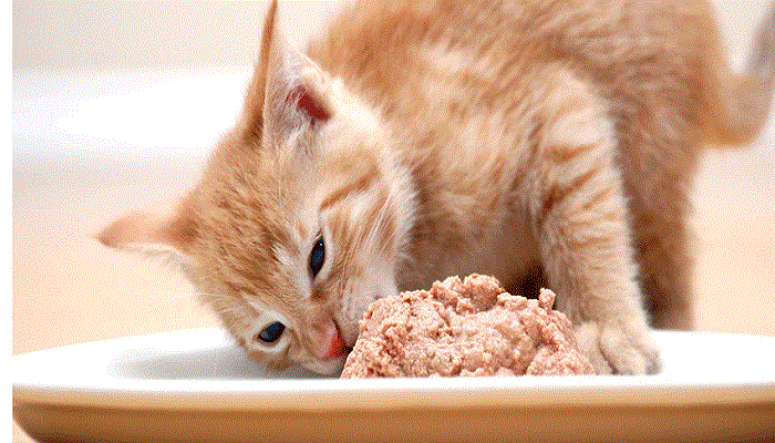 Pate là một trong những món ăn khoái khẩu của mèo