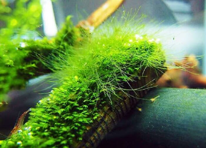 Rong rêu cung cấp nguồn Vitamin dồi dào cho cá cảnh