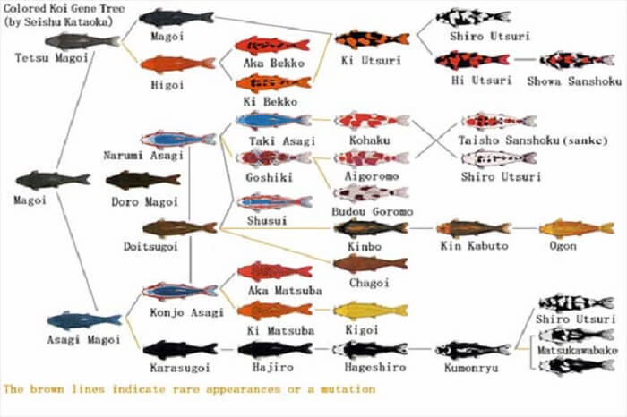 Bảng lai tạo các giống cá Koi