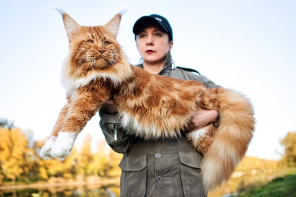 loài mèo lớn nhất thế giới