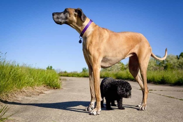 Top 6 loài chó cao nhất thế giới có thể bạn chưa biết