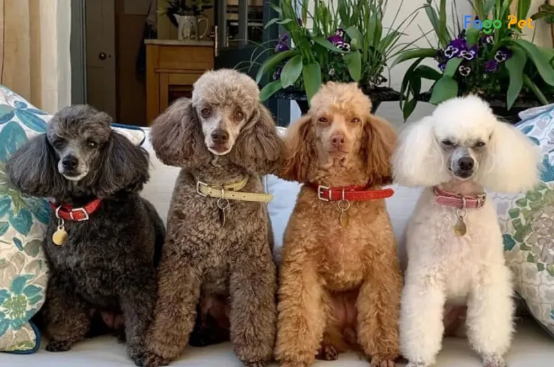 Đặc điểm của từng loại chó Poodle phổ biến
