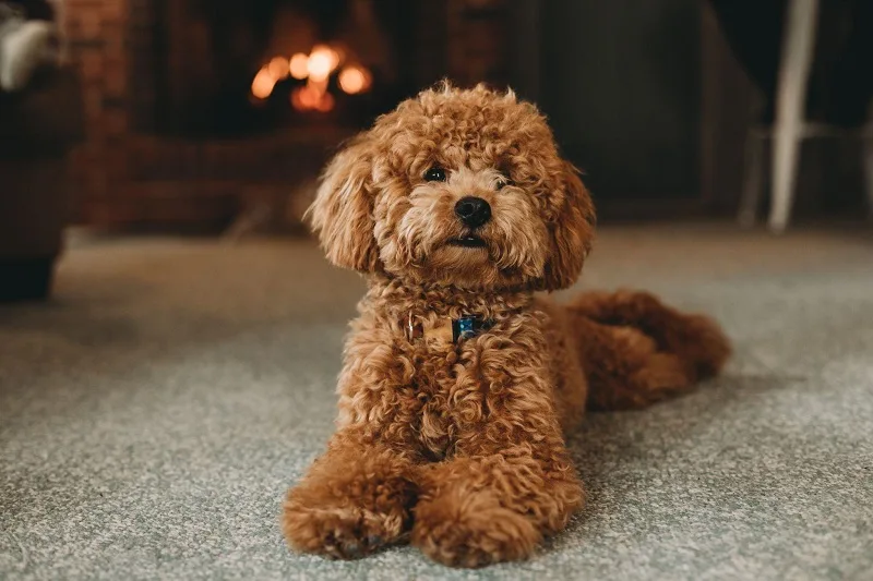 Cách phân biệt các loại chó Poodle