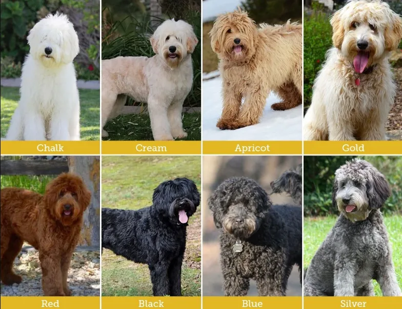 Chó Poodle loại nào phù hợp để nuôi?