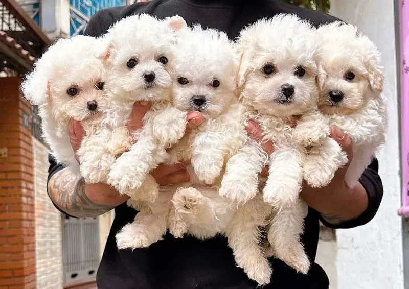 Những lưu ý khi nuôi chó Poodle