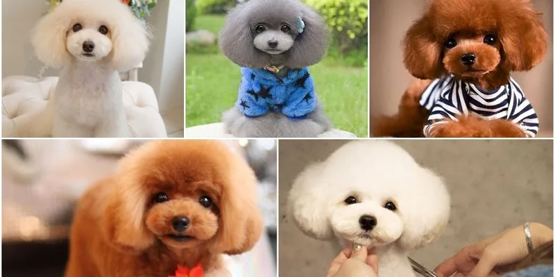 Chó Poodle có mấy loại?